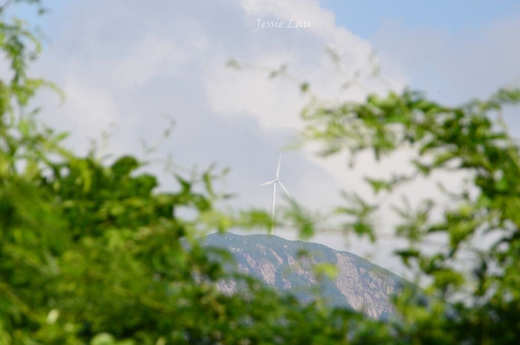 蔓延的绿色叶子给远处山顶上的风车围成一个相框。