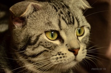 质感猫