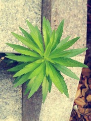 记忆的小草