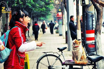 相印成趣