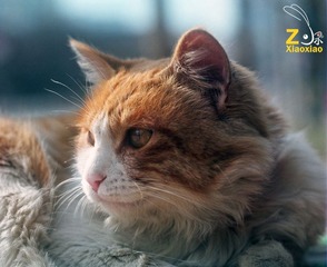 肥猫一只