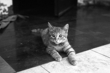 猫咪