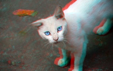 3D蓝眼猫咪