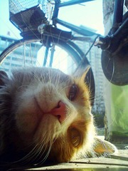 猫咪