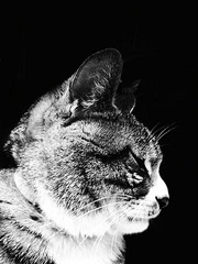 肥猫