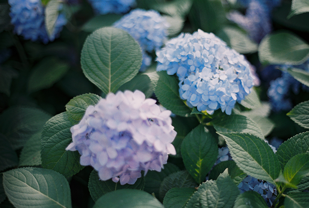 无尽夏 - c的情绪 - 图虫网 - 优质摄影师交流社区