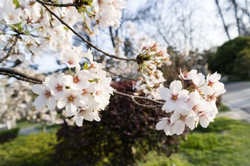 _SAM1031