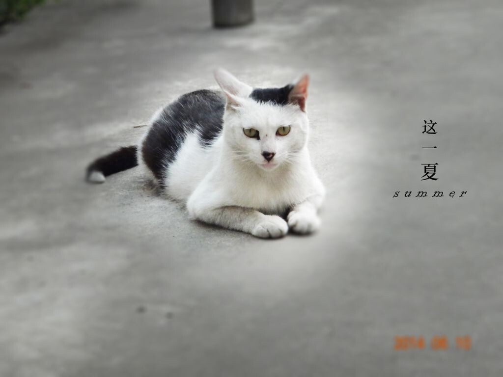 宿管站的猫依旧很风骚，它有一个很可爱的名字，叫做猫小喵。这是舍友取的名字，猫还在。