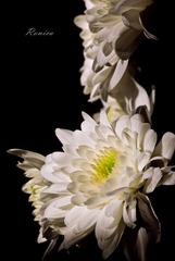 Blooming in the dark