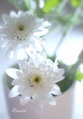 朦
