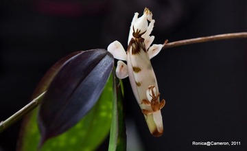 似花的虫