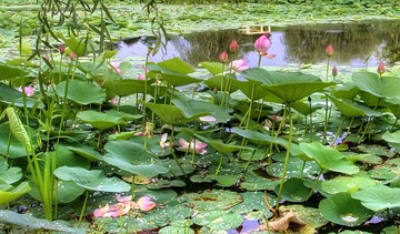 _DSC0674_5_6_tonemapped