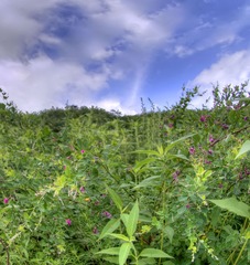 _DSC0380_1_2_tonemapped