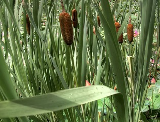 _DSC0446_7_8_tonemapped
