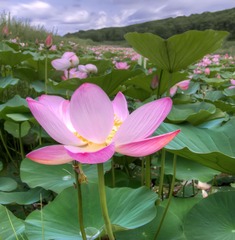 _DSC0476_7_8_tonemapped