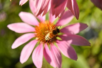 Flowers2 (1 - 00001)