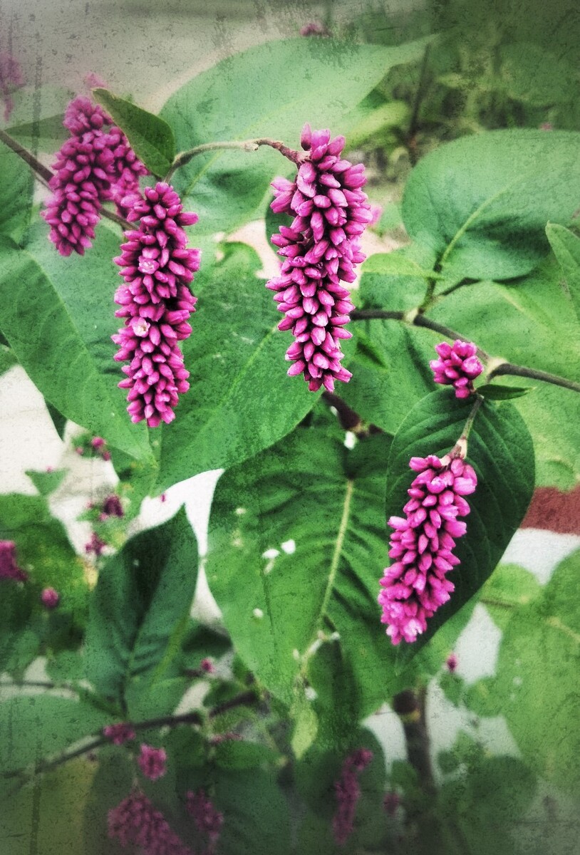 裁剪，加晕影，斑点