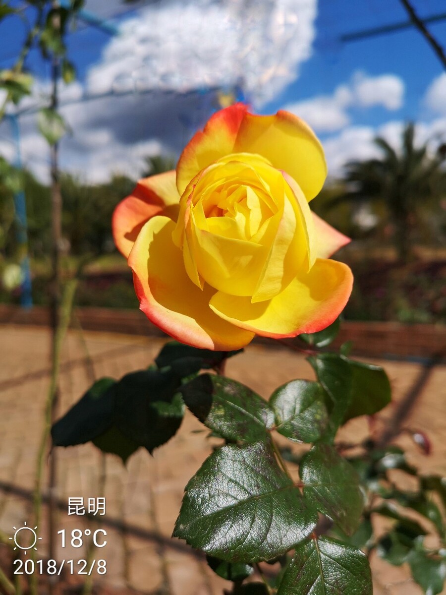 春城冬季里的花儿