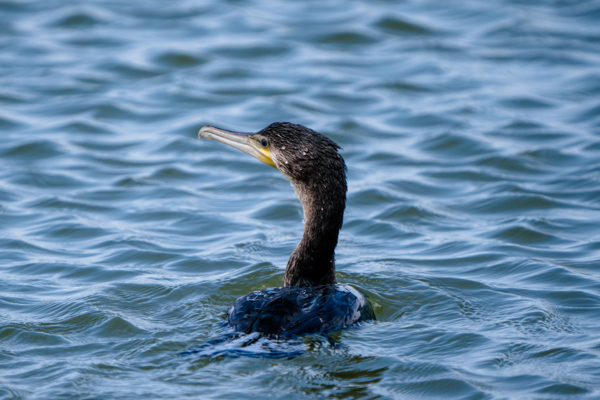 鸬鹚佩罗 - 考拉可乐 - 图虫