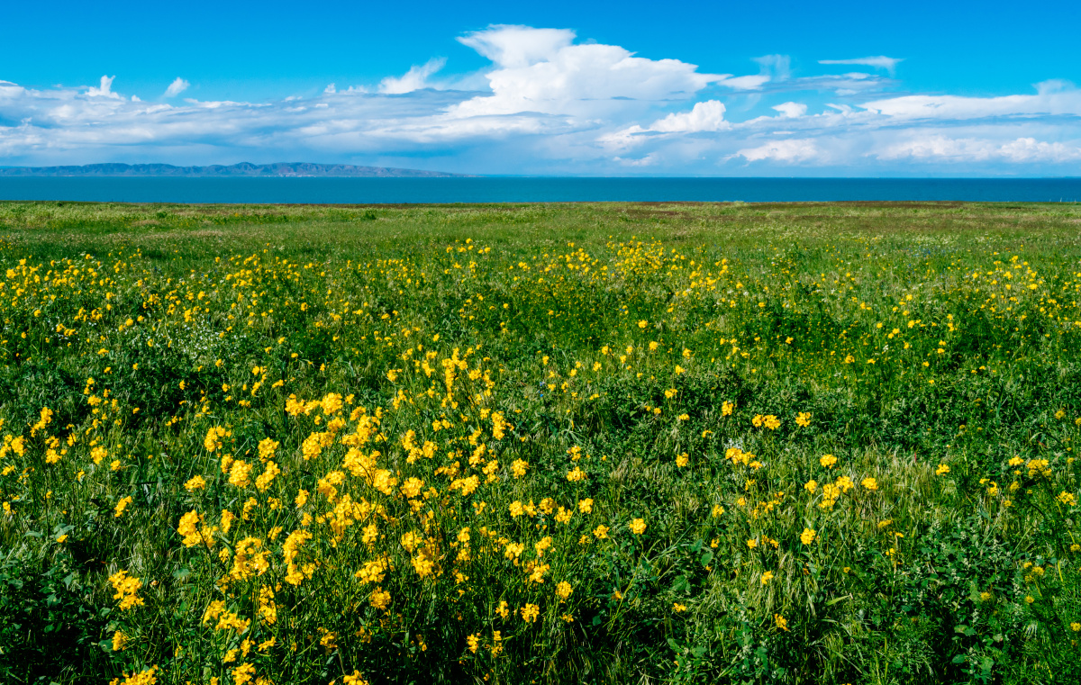 青海湖花海 - 考拉可乐 - 图虫