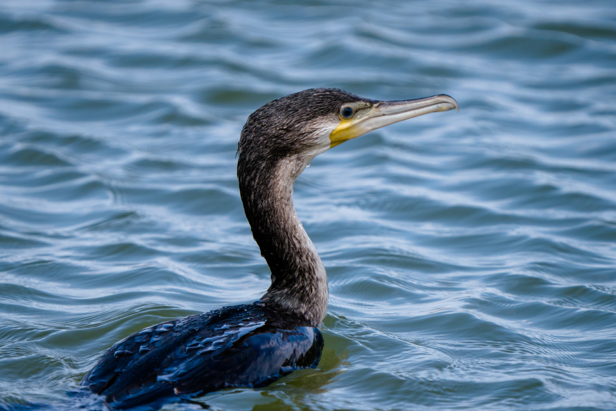 鸬鹚佩罗 - 考拉可乐 - 图虫