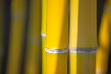 _DSC6240