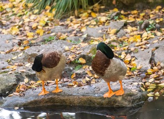 _DSC6740