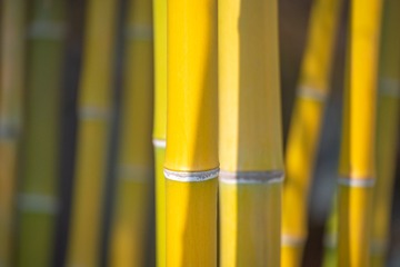 _DSC6234