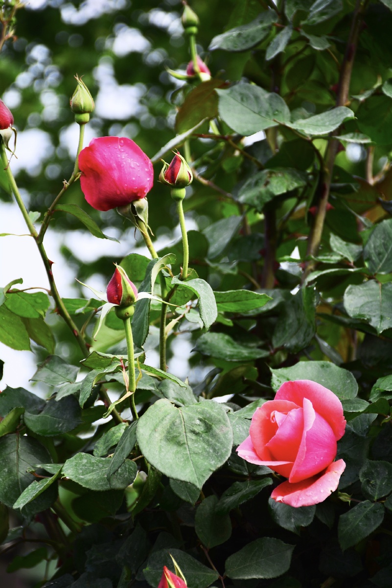 新乡市北环路边的月季花