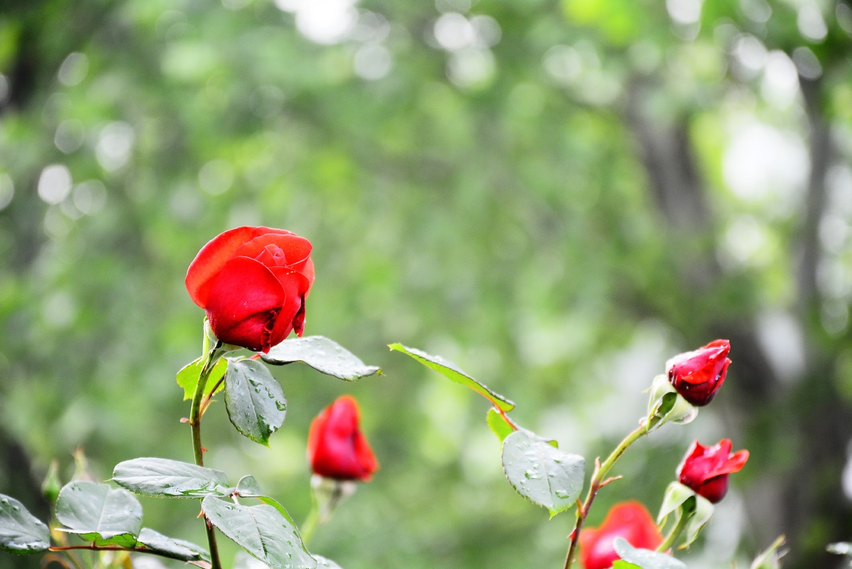 新乡市北环路边的月季花