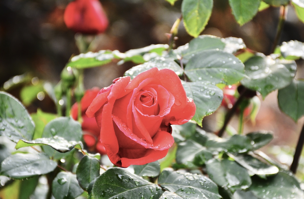 新乡市北环路边的月季花