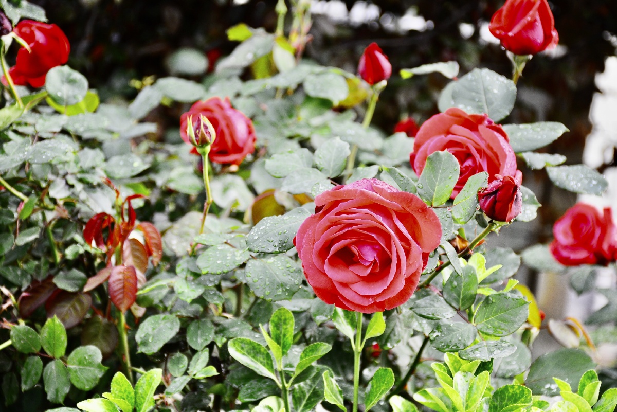 新乡市北环路边的月季花