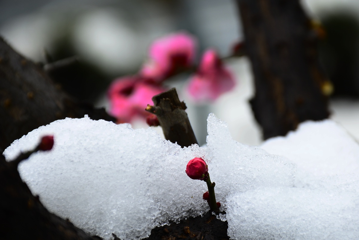 雪中红梅