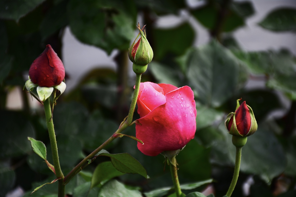 新乡市北环路边的月季花