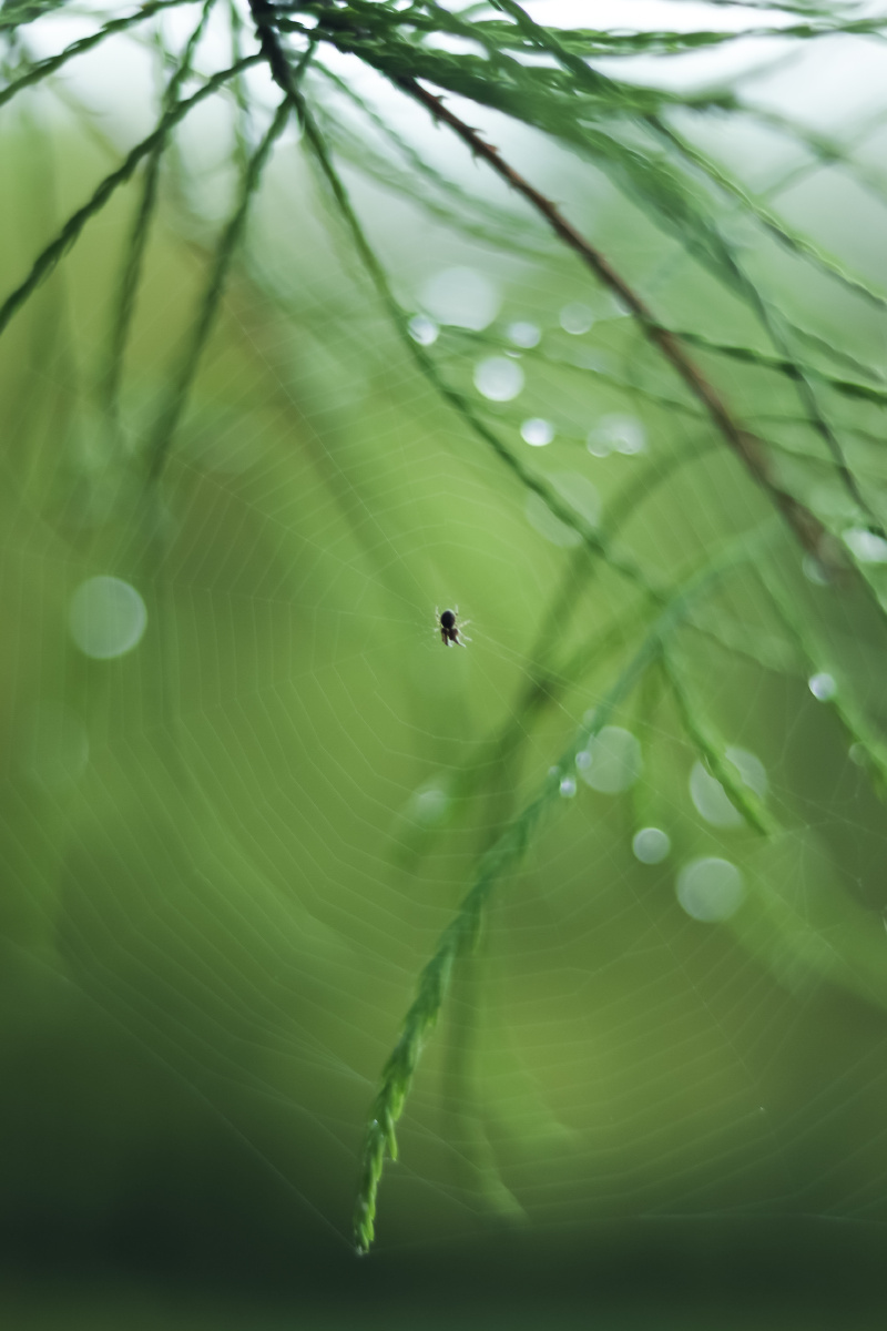 下雨天安静结网的蜘蛛
