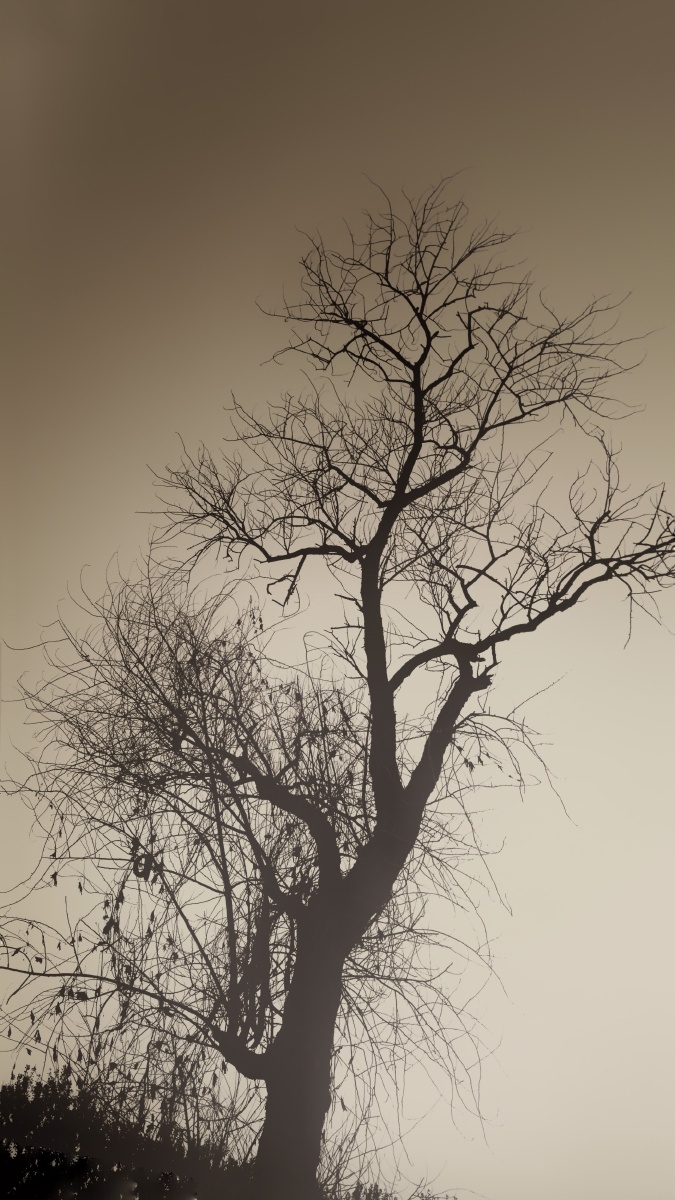 枯木- codeˇc - 图虫网 - 最好的摄影师都在这