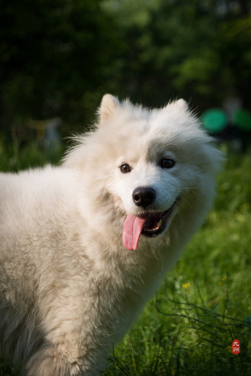 清晨逆光美狗子狗笑笑第一季