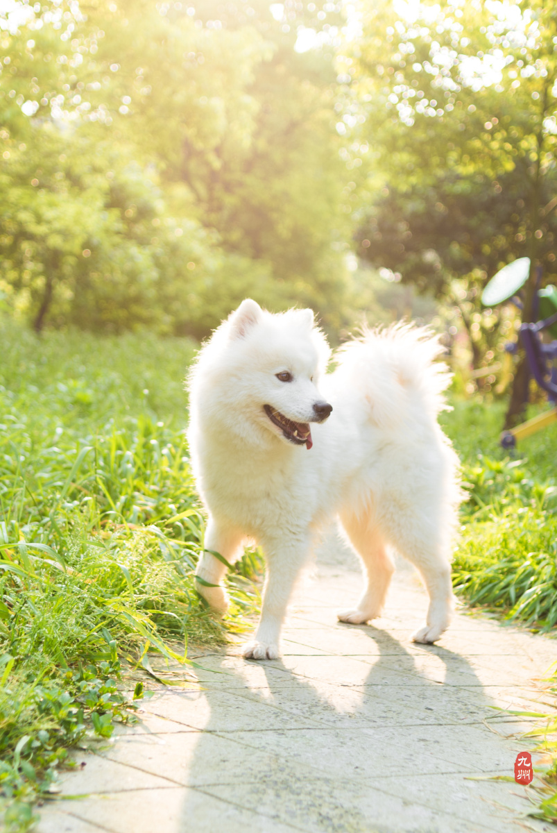 清晨逆光美狗子狗笑笑第一季