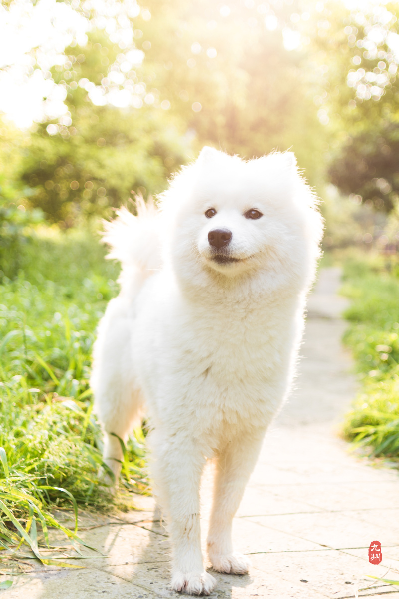 清晨逆光美狗子狗笑笑第一季