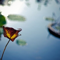 DSC_8766.jpg