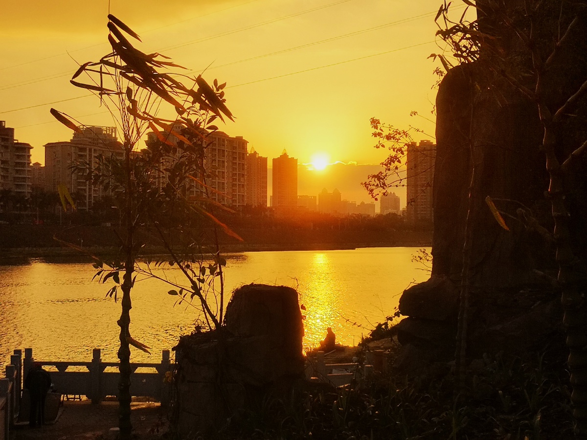 惠州东湖风情岛小山上观夕阳,罗汉竹叶迎风飘飘,下面江边是钓鱼人.