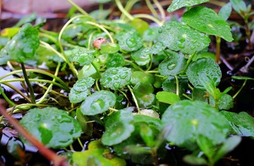 雨水