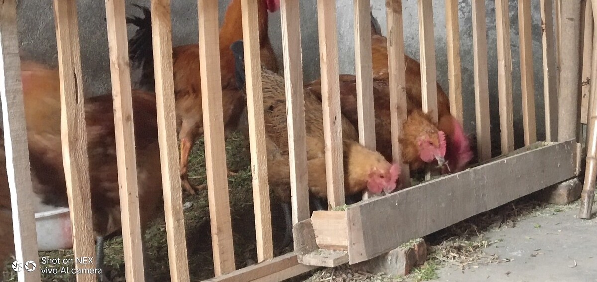 蛋鸡养殖大棚好吗,山地养鸡注意要点是密度补饲和放养时间