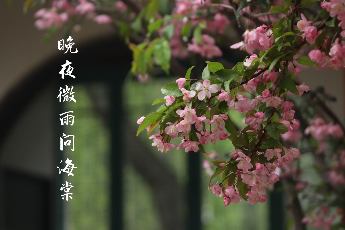 晚夜微雨问海棠