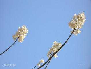 梧桐花