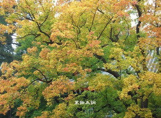 尽染1