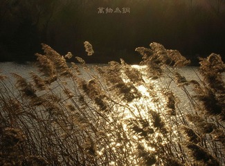 浮光