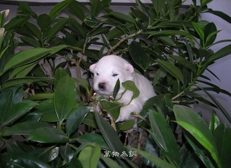 小猪2