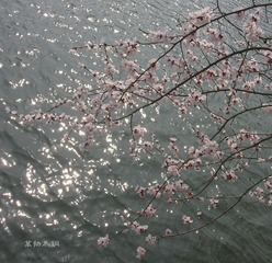 姣花照水