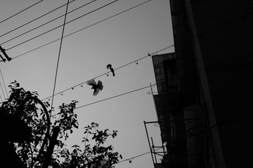 飞翔